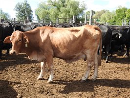 235  Angus X Composite
 Cows
