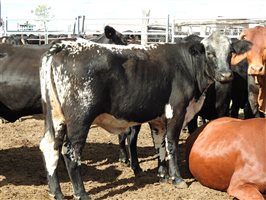 235  Angus X Composite
 Cows