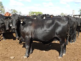 235  Angus X Composite
 Cows