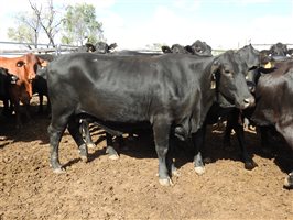 235  Angus X Composite Cows