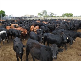 235  Angus X Composite
 Cows