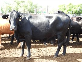 235  Angus X Composite
 Cows