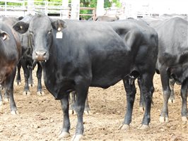 235  Angus X Composite
 Cows