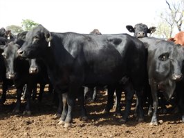 235  Angus X Composite
 Cows