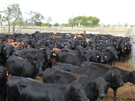 235  Angus X Composite
 Cows