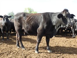235  Angus X Composite
 Cows