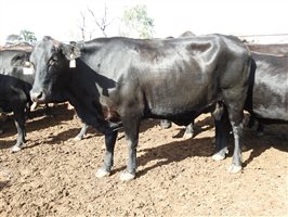 235  Angus X Composite
 Cows