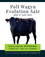 35  Wagyu Bulls