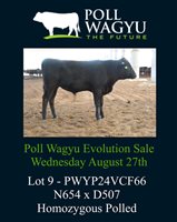 35  Wagyu Bulls