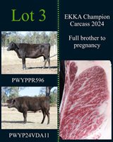 35  Wagyu Bulls