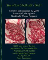 35  Wagyu Bulls