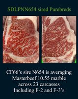 35  Wagyu Bulls