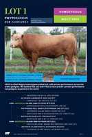 35  Wagyu Bulls