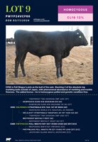 35  Wagyu Bulls