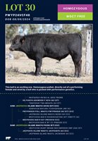 35  Wagyu Bulls