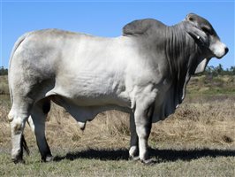 Karmoo Brahmans Annual Bull and Female Sale