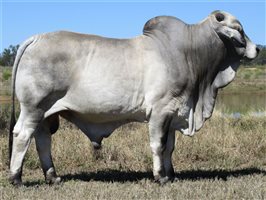 Karmoo Brahmans Annual Bull and Female Sale