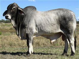 Karmoo Brahmans Annual Bull and Female Sale