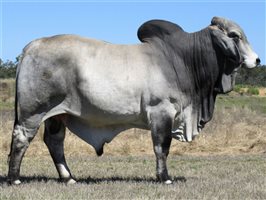 Karmoo Brahmans Annual Bull and Female Sale