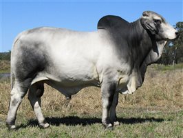 Karmoo Brahmans Annual Bull and Female Sale