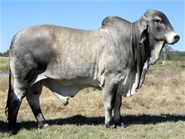 Karmoo Brahmans Annual Bull and Female Sale