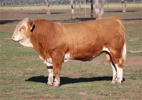 Meldon Park Simmentals Bull Sale 2025