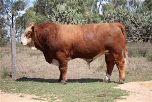 Meldon Park Simmentals Bull Sale 2025