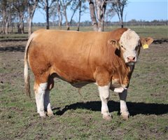 Meldon Park Simmentals Bull Sale 2025