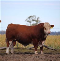 Meldon Park Simmentals Bull Sale 2025