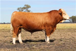 Meldon Park Simmentals Bull Sale 2025