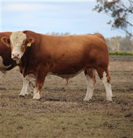Meldon Park Simmentals Bull Sale 2025