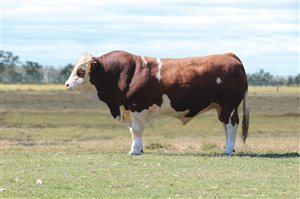 Meldon Park Simmentals Bull Sale 2025