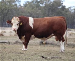 Meldon Park Simmentals Bull Sale 2025