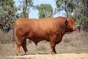 Meldon Park Simmentals Bull Sale 2025