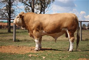 Meldon Park Simmentals Bull Sale 2025
