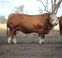 Meldon Park Simmentals Bull Sale 2025