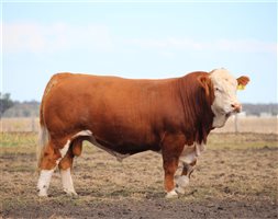 Meldon Park Simmentals Bull Sale 2025