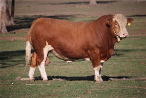 Meldon Park Simmentals Bull Sale 2025