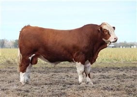 Meldon Park Simmentals Bull Sale 2025