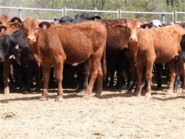 144 EU PCAS MSA  Angus X Brangus Weaners