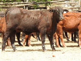 144 EU PCAS MSA  Angus X Brangus Weaners