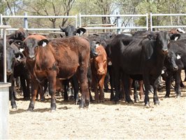144 EU PCAS MSA  Angus X Brangus Weaners