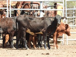 144 EU PCAS MSA  Angus X Brangus Weaners
