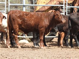 144 EU PCAS MSA  Angus X Brangus Weaners