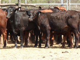 144 EU PCAS MSA  Angus X Brangus Weaners
