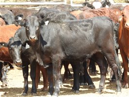 144 EU PCAS MSA  Angus X Brangus Weaners