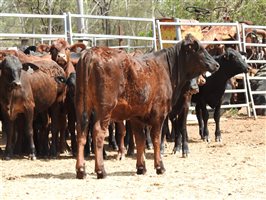 144 EU PCAS MSA  Angus X Brangus Weaners