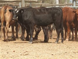 144 EU PCAS MSA  Angus X Brangus Weaners