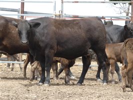 12  Wagyu X Angus Cows & Calves