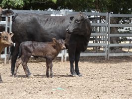 12  Wagyu X Angus Cows & Calves